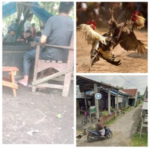 Sabung Ayam di Penampungan Paya Bakung Sunggal Bebas Beroperasi, Buka 3 Kali Seminggu,